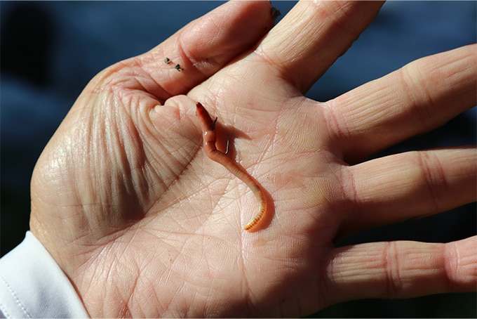 エサは市販のミミズをメインとした。サブとしてブドウムシも持ち歩くが、ほぼミミズで通した。