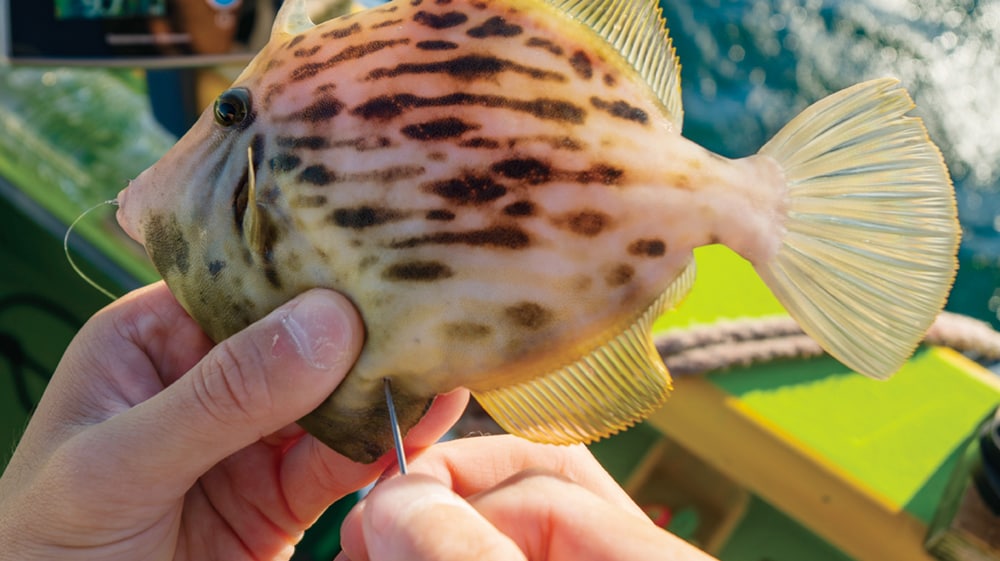 持ち帰る魚以外は中空のニードルでフキ抜きを施してリリース。浅場ではそのまま泳いでいく。