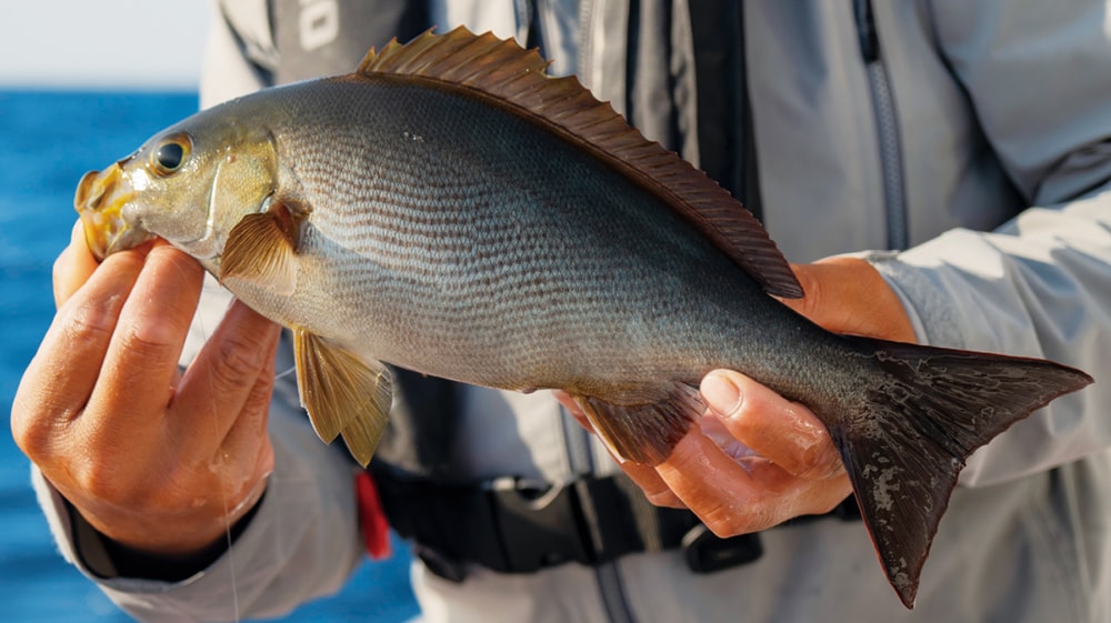 惚れ惚れするような魚体。１尾でも感動する。