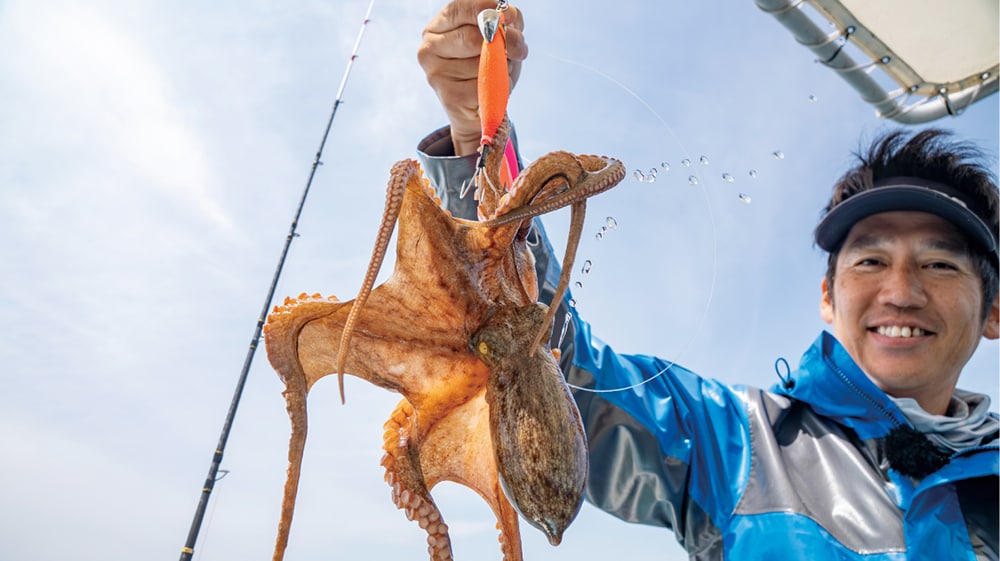 明石の船マダコ釣りは5月1日解禁で8月31日まで。記事作成時の2025年7月時も、好調に釣れている