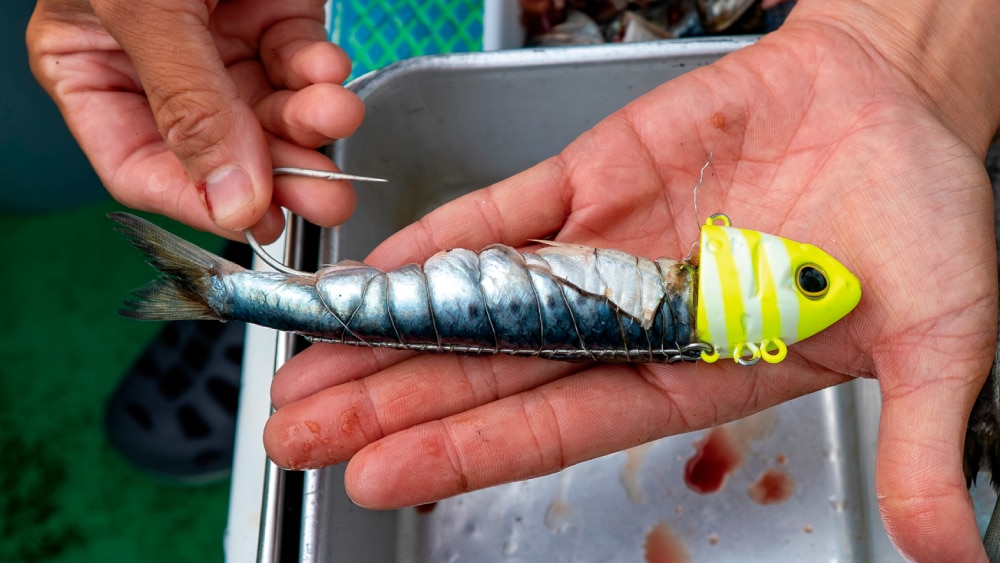 金澤さんのエサ付けは腹を斜めに切ってハリ軸を隠すように巻く