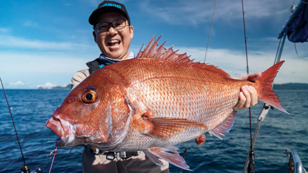 60cm超級のほか50cm級のマダイも。いずれも抜群のプロポーション