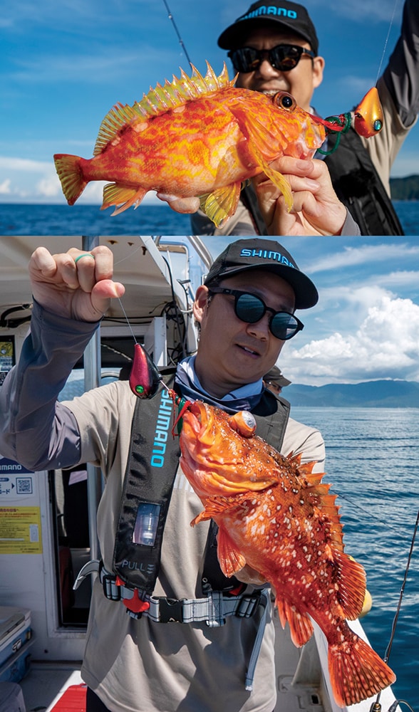 潮が緩い時間に喰ってきたのはアヤメカサゴ（上）とウッカリカサゴ（下）