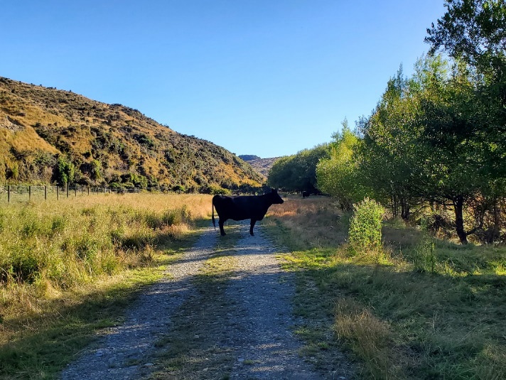 行く道を阻む牛さん。威圧感はすごいが臆病なのかすぐに逃げていった。