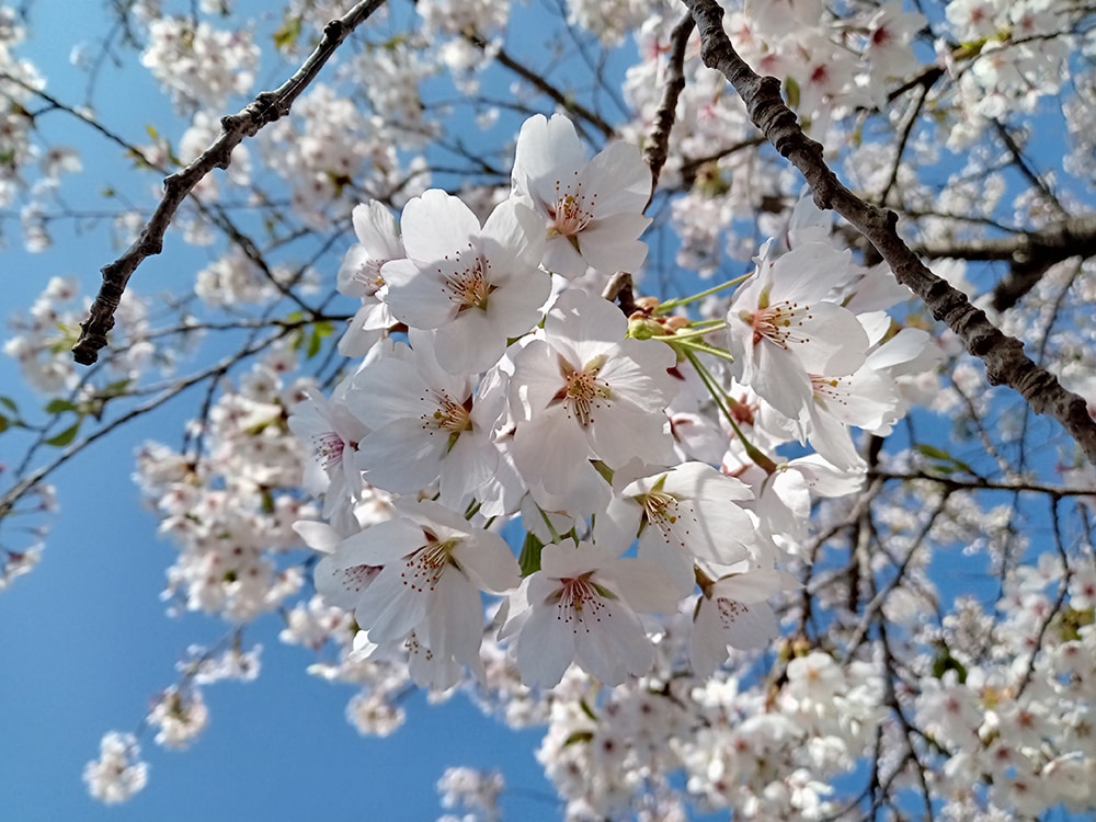 桜が満開になる頃から海から川へと帰還するサクラマスの遡上もピークに。一年のなかでもサクラマスアングラーが最も心躍る季節が春～初夏である。