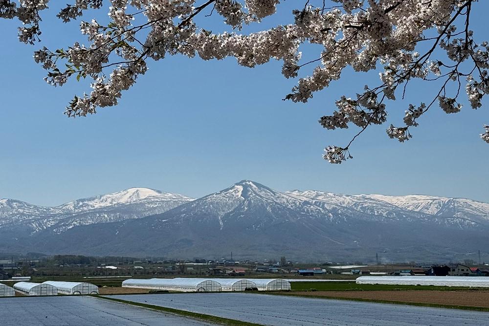 今年の北海道ではちょうどGWに桜が見頃を迎えました。雪化粧した山脈との対比が美しく思わず足をとめてしまいます。