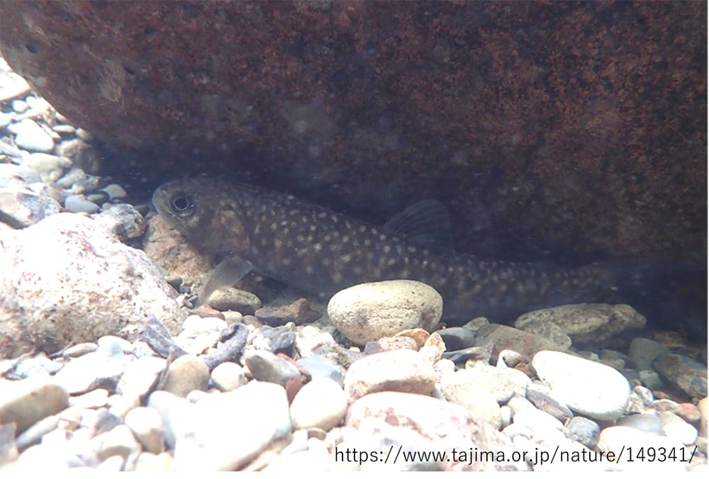 岩の裏に隠れるイワナ。大型の魚を手にするには、目の前で「焦らすように」誘う必要がある (写真は“但馬情報特急”web site より) 