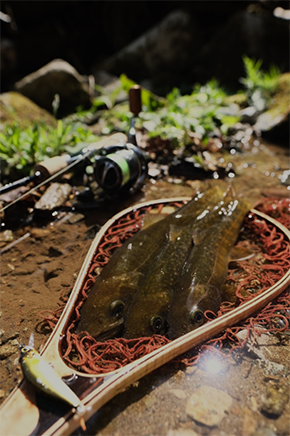 魚影が濃すぎてこんな写真も