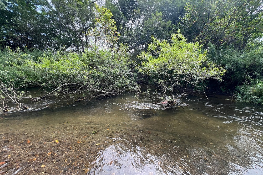 チェイスした魚が逃げ込んだカバー。魚がやる気になっているうちに素早く慎重にキャストしました。