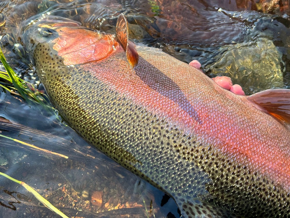 美しい魚体を背中側から眺めます