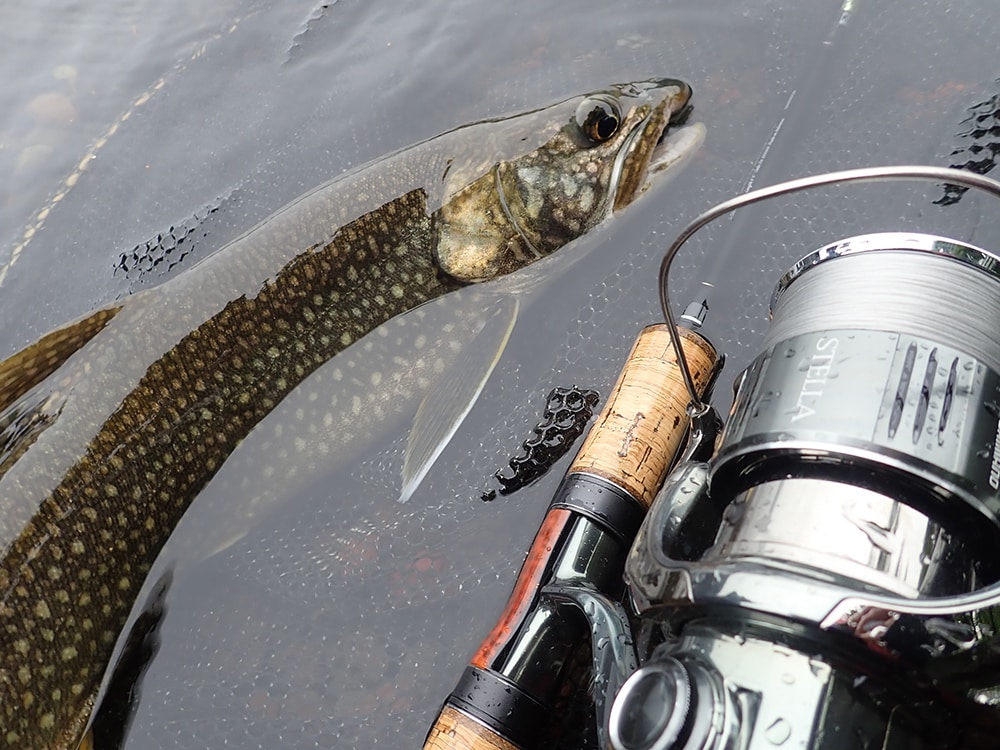 栃木県中禅寺湖を象徴するイワナの仲間レイクトラウト。公式日本記録魚も1メーターを超え・15キロ以上に及ぶ。国内では北海道のイトウに次ぐ大型トラウトだ。