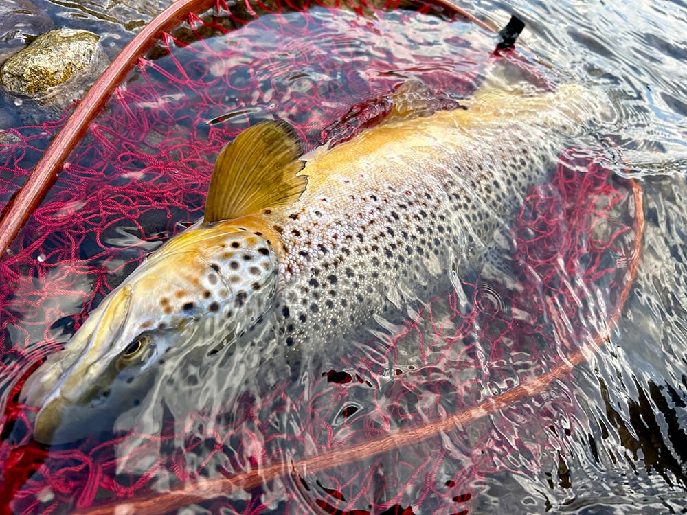 細い渓流。良いポイントなのにアップで魚が出ない時、ひと通り攻めた後にダウンで入れてみてください。凄い勢いで飛びかかってくる事があります。