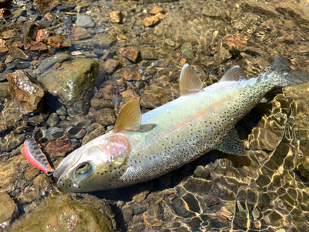 細い渓流。良いポイントなのにアップで魚が出ない時、ひと通り攻めた後にダウンで入れてみてください。凄い勢いで飛びかかってくる事があります。