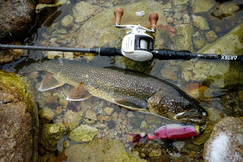 一般的には黒っぽい色の濃い魚が居付き、全体的にシルバーなのが回遊と呼ばれます 一般的には黒っぽい色の濃い魚が居付き、全体的にシルバーなのが回遊と呼ばれます