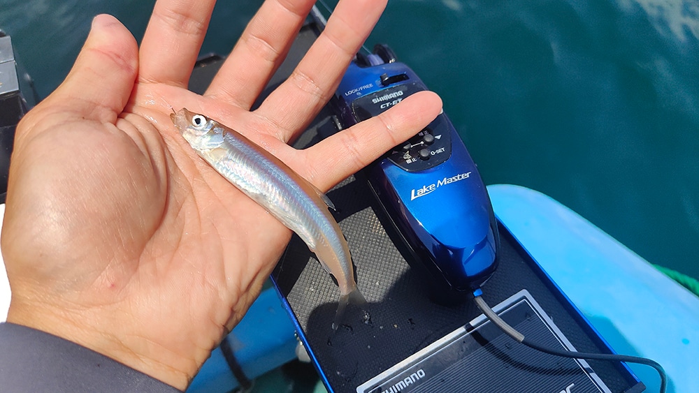 エサを付けると釣れるワカサギは全て大型。