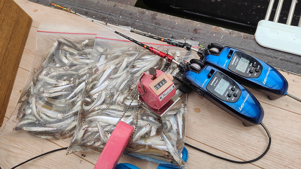 時間の経過と共に魚の喰い気は上がっていき当歳魚をメインに数釣りを堪能しました。