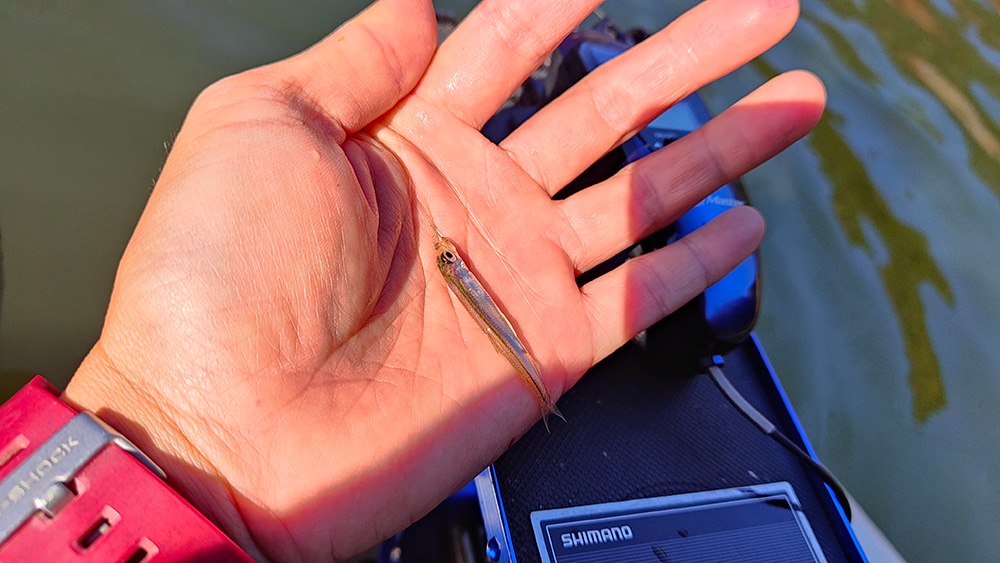 もう少し大きな魚をポツポツと釣るつもりだったのですが……