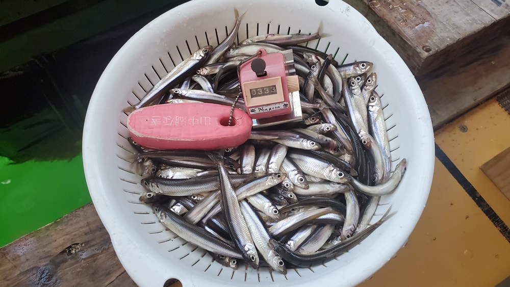 最終釣果は333匹と河口湖にしては厳しかったなぁと思いましたが、2月中のトップ釣果のようです。良い日に当たってラッキーでした。