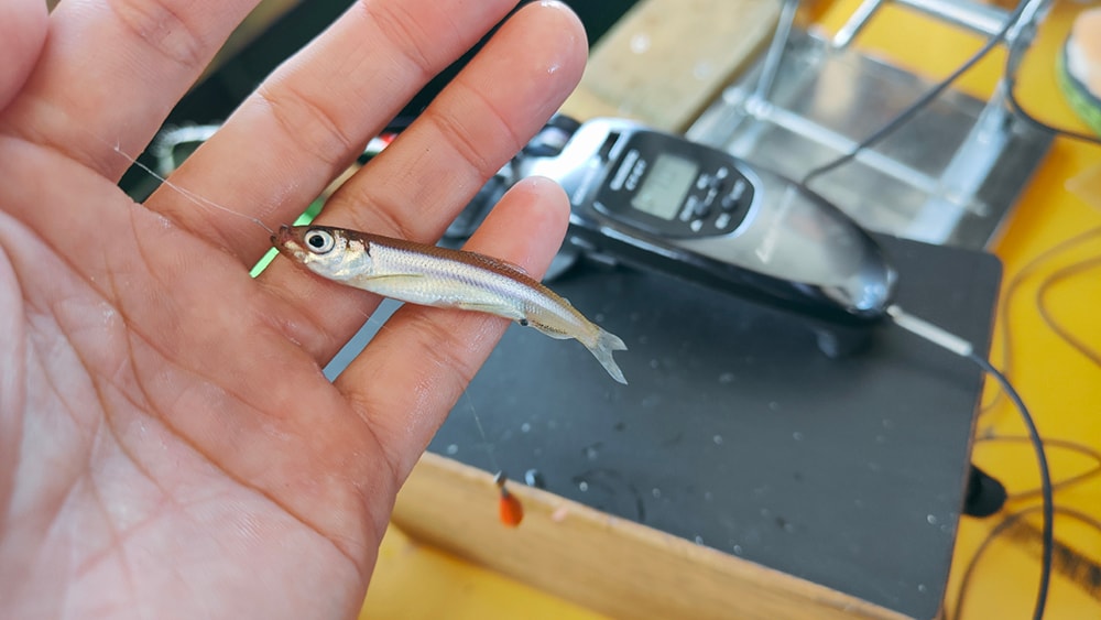 釣れるワカサギは産卵後のコンディションで、ほっそりとした個体が多く、サイズ的に7センチ前後。 釣れるワカサギは産卵後のコンディションで、ほっそりとした個体が多く、サイズ的に7センチ前後。