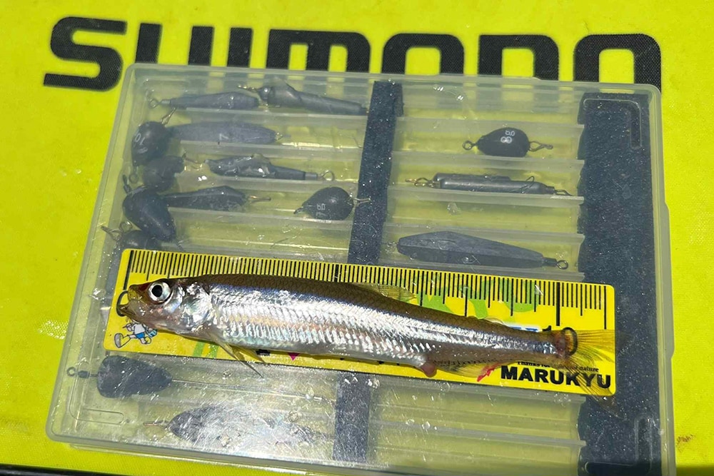 釣れるワカサギの平均サイズは10センチ。