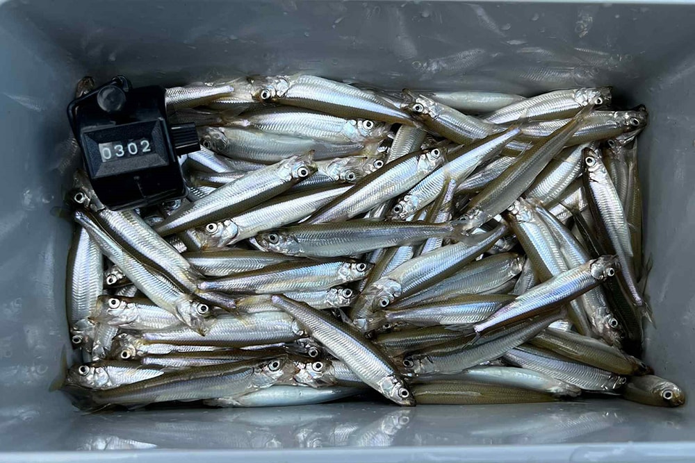 釣果は302匹と大満足のシーズン開幕となりました。