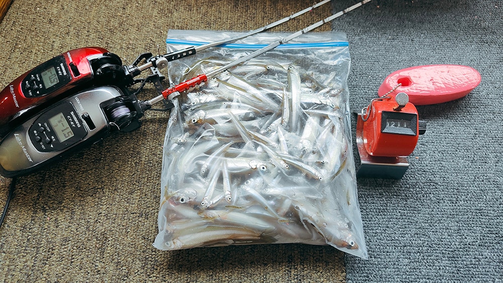 最終釣果は211匹とまずまず。
