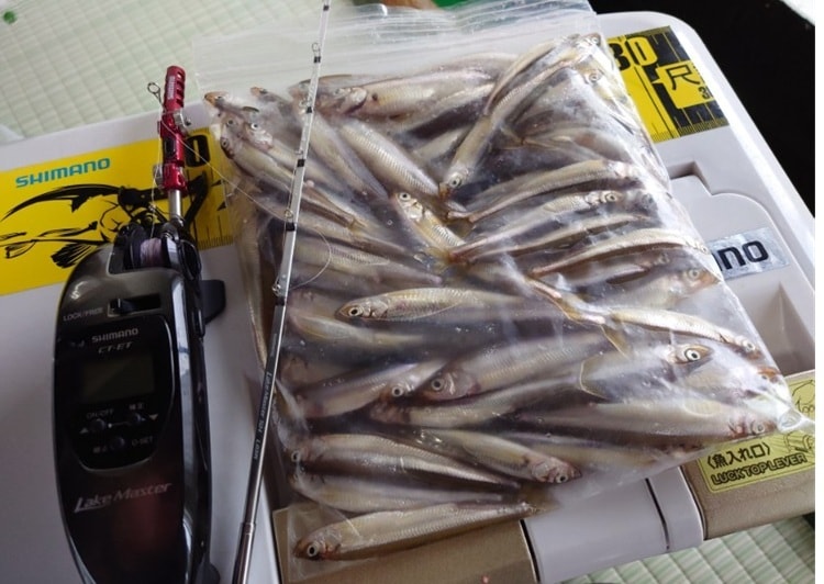 もう少し数をのばしたいところではありましたが、サイズは良型揃いで、ディープゾーンでの釣りはやっぱり、面白いです。