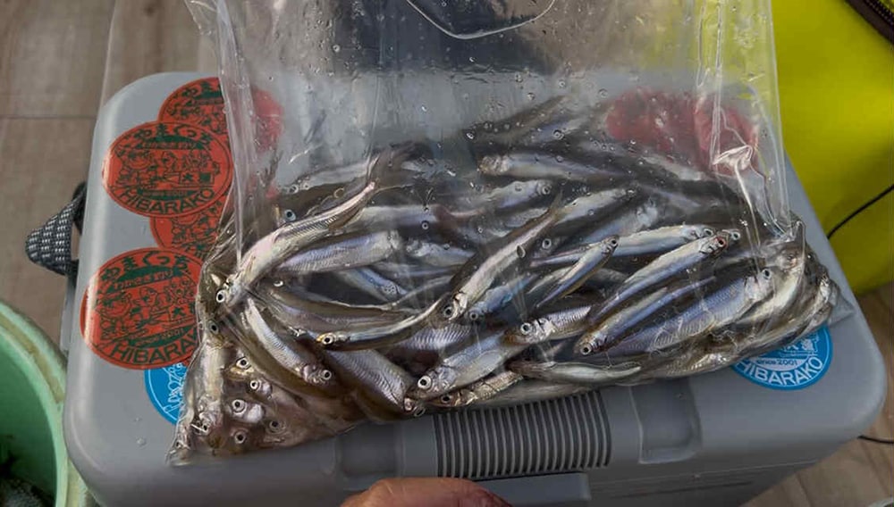 14時30分に釣り終了で釣果は190匹。当日の竿頭となりました。