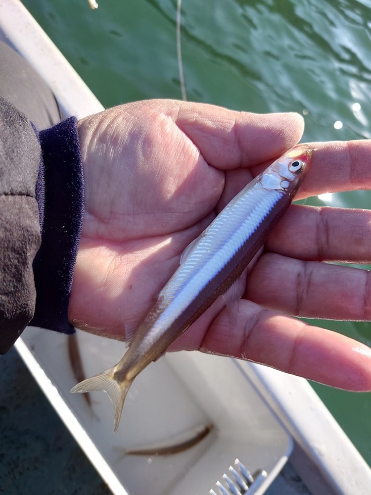 開始1時間半ほどで、10匹。とりあえずここ最近の釣果からして、最低目標は20匹くらいに設定していたので、半分はクリア！！