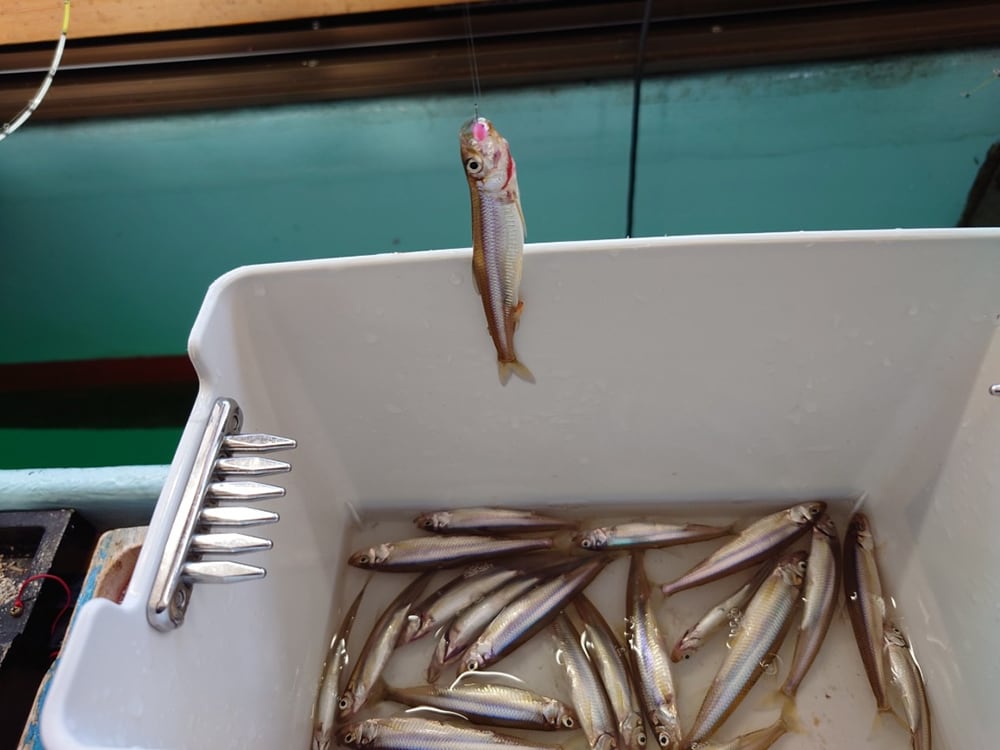 ほとんど1匹掛けですが、釣れてくる魚は、サイズが良く、すでに体高のある抱卵魚も多い感じです。