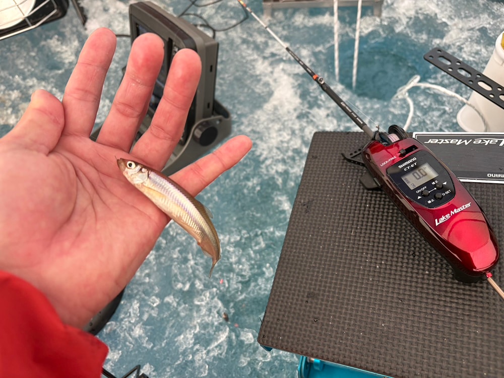 良型のワカサギです。