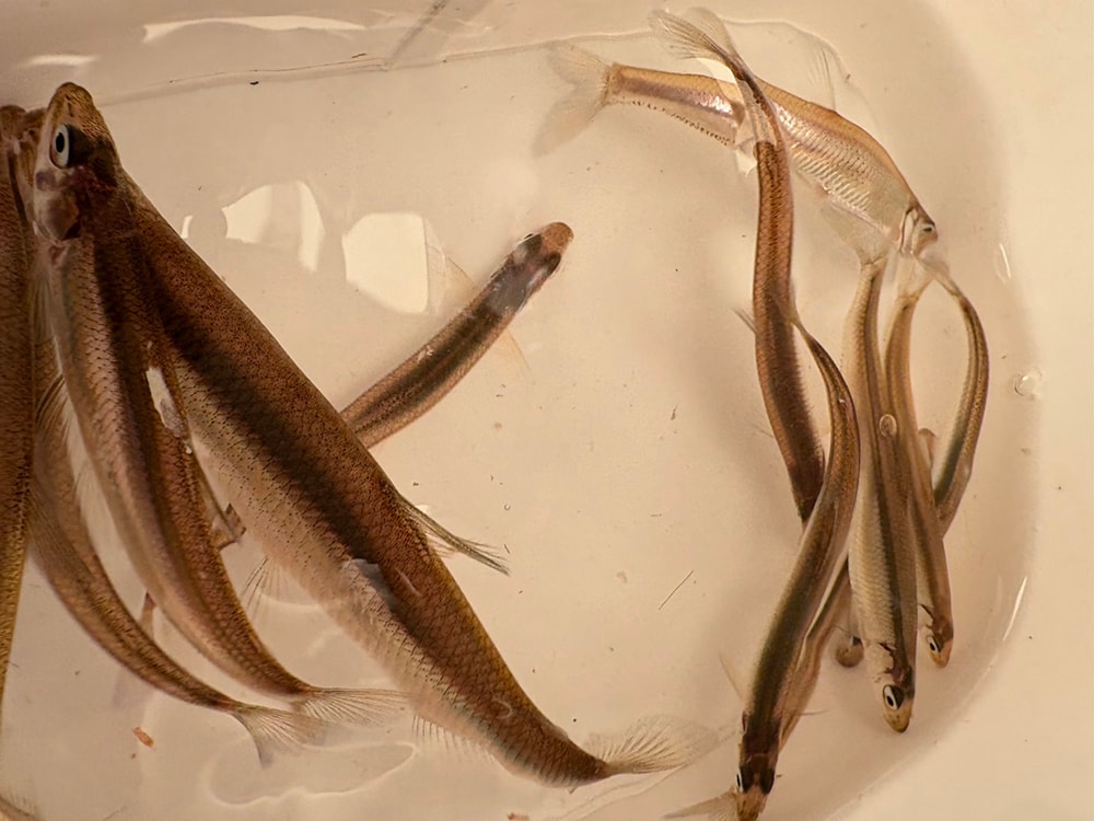 魚影は少ないものの、誘って魚を呼び喰わせる繊細で戦略的な釣りが面白い。