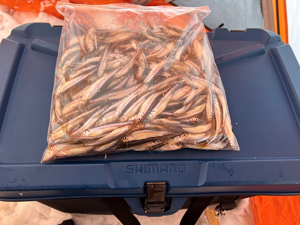 ワカサギが271匹釣れました。