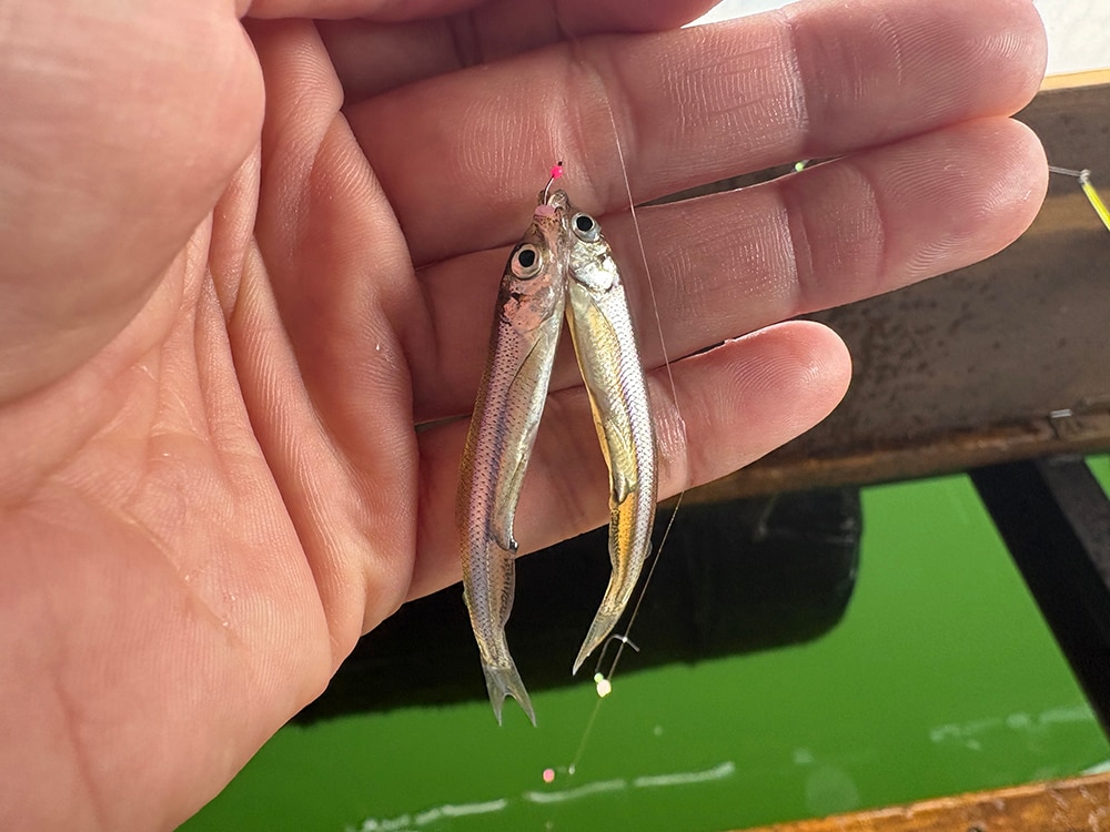 1時間に240匹のペースをキープしながら釣ると、他の湖では滅多に起こらない1本のハリにダブルが度々。