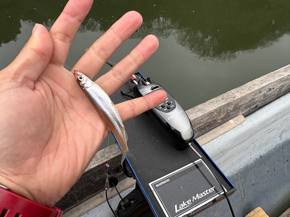 一匹…また一匹と釣っていき10匹釣った所で満足しましたが釣りを続行します。