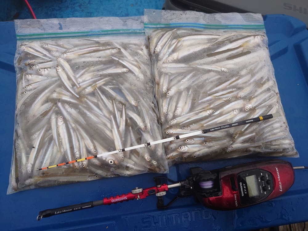 結局、15時過ぎまで釣って、釣果は555匹と楽しめました。
