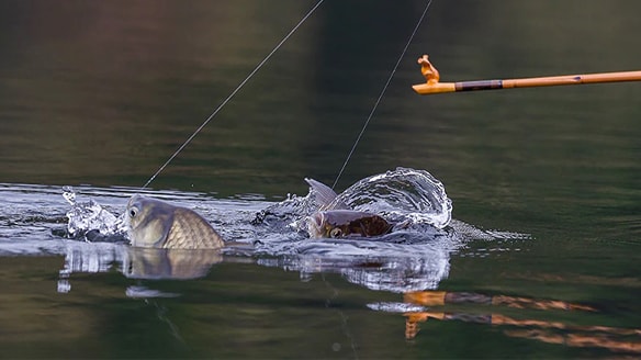 へら・鯉のコラムを探す | SHIMANO シマノ