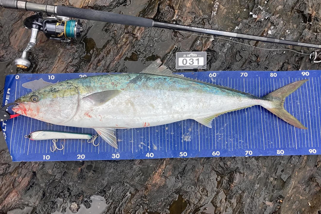 yellowtail.amberjack