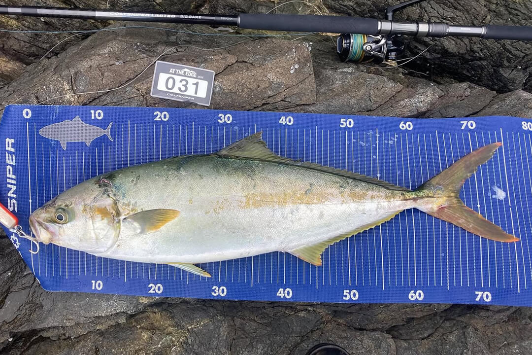 yellowtail.amberjack