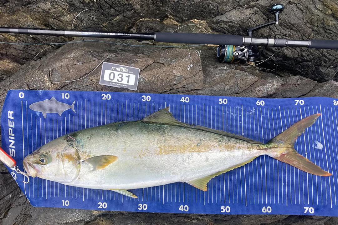 yellowtail.amberjack