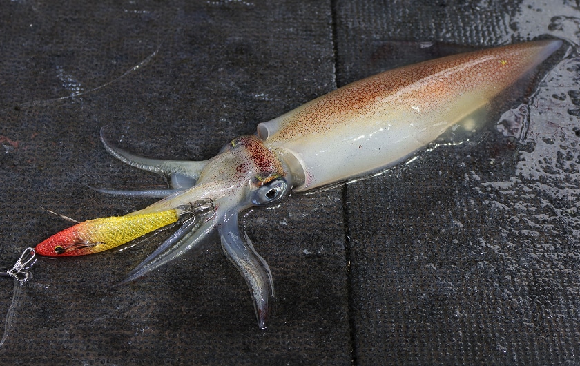 釣り大会