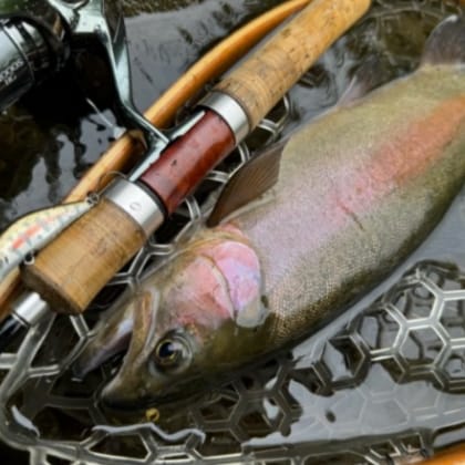 show_trout