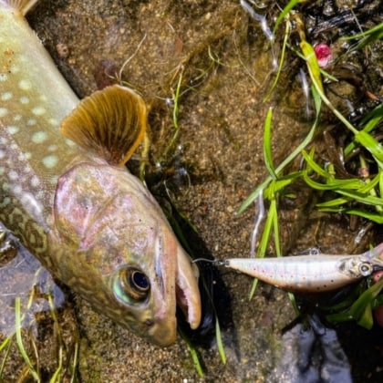 turiogi_fishing