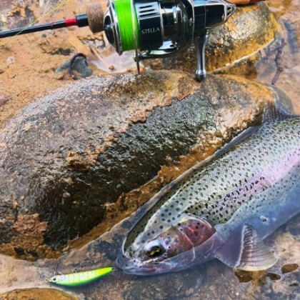 hisa_trout