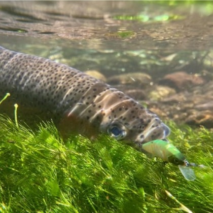senassu_troutangler