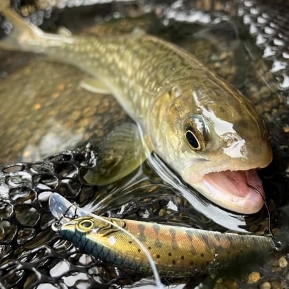 angler_aru_511