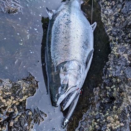 t.koba81