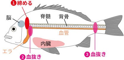 オススメ魚30cm以上の魚全般