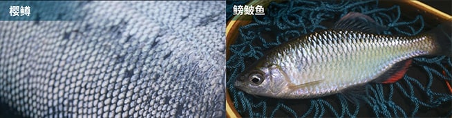 兼具真实感与吸引力的【S】全息膜 
