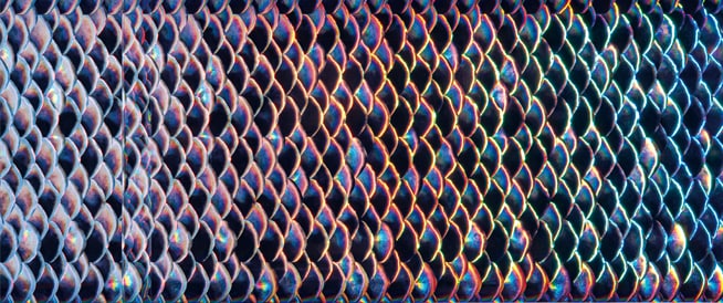 Using the five different patterns according to the lure